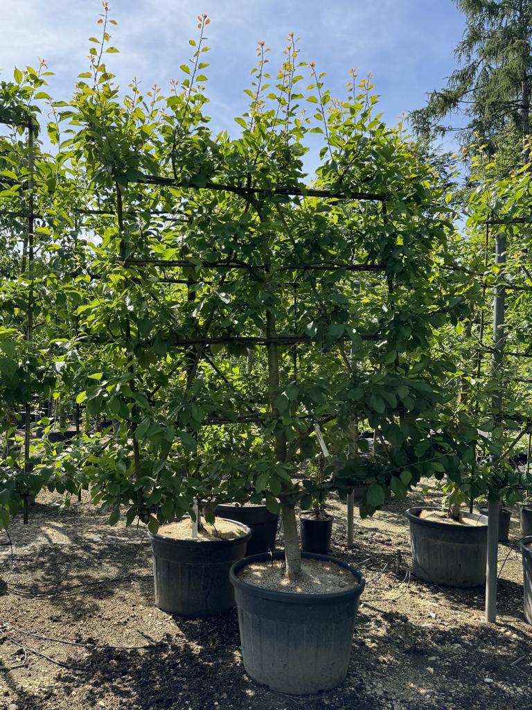 Prunus domestica 'Opal'