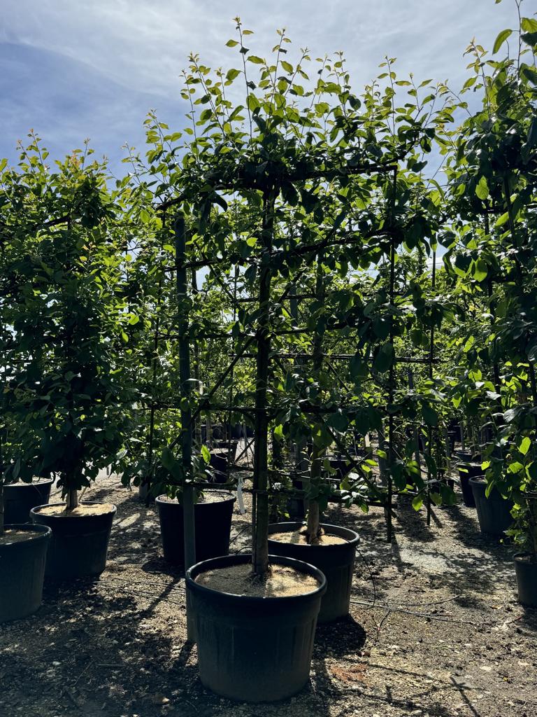 Prunus domestica 'Victoria'
