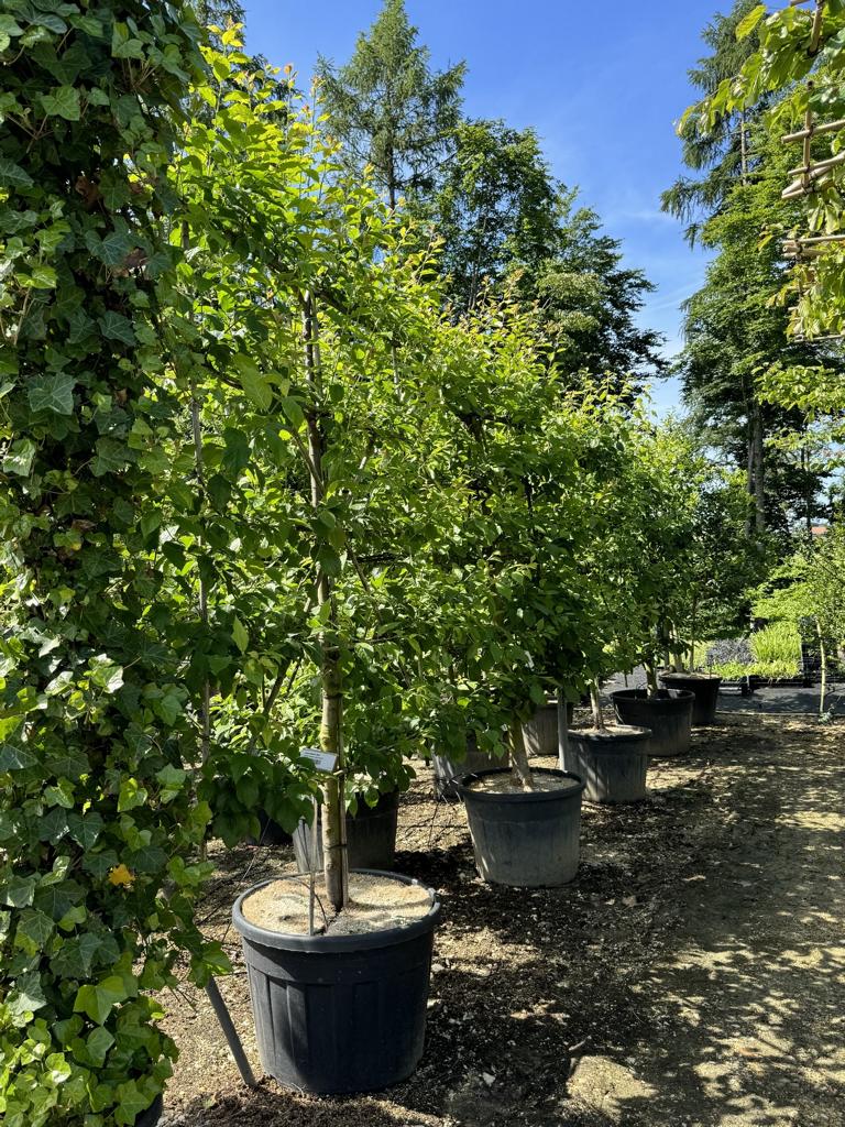 Prunus domestica 'Victoria'