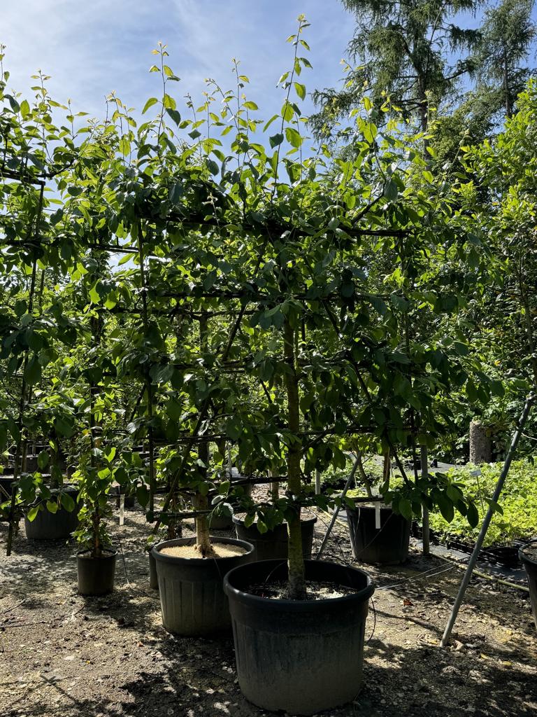 Prunus domestica 'Victoria'