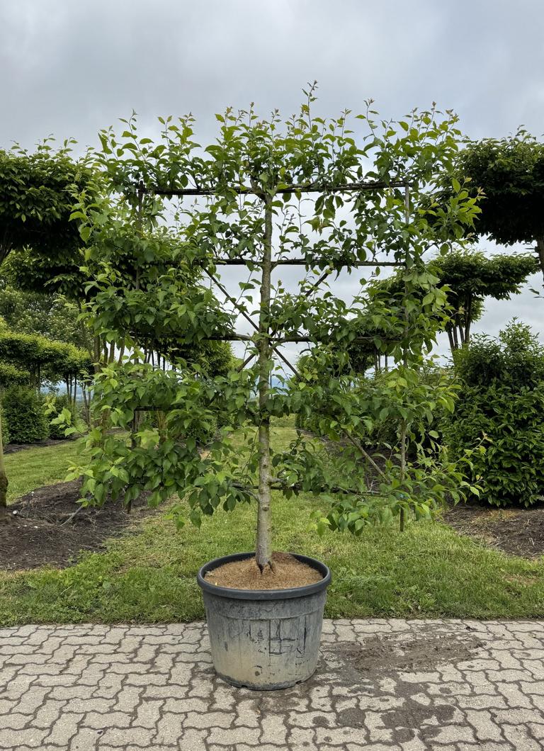 Prunus domestica 'Basler Hauszwetschge'