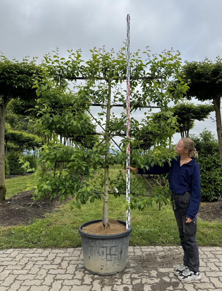 Prunus domestica 'Basler Hauszwetschge'