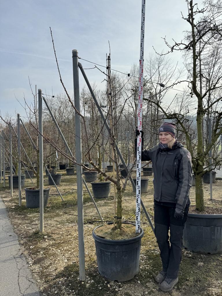 Prunus armeniaca 'Orangered'