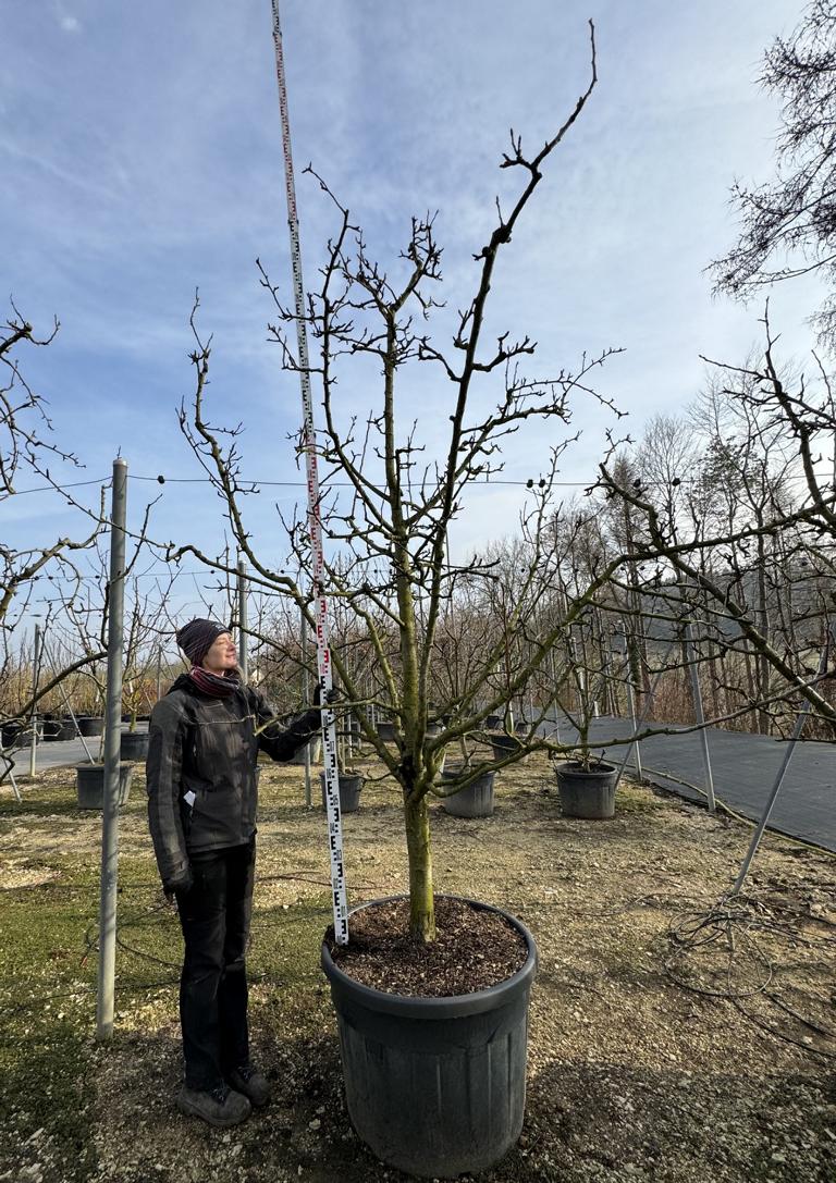 Pyrus communis 'Williams Christbirne'