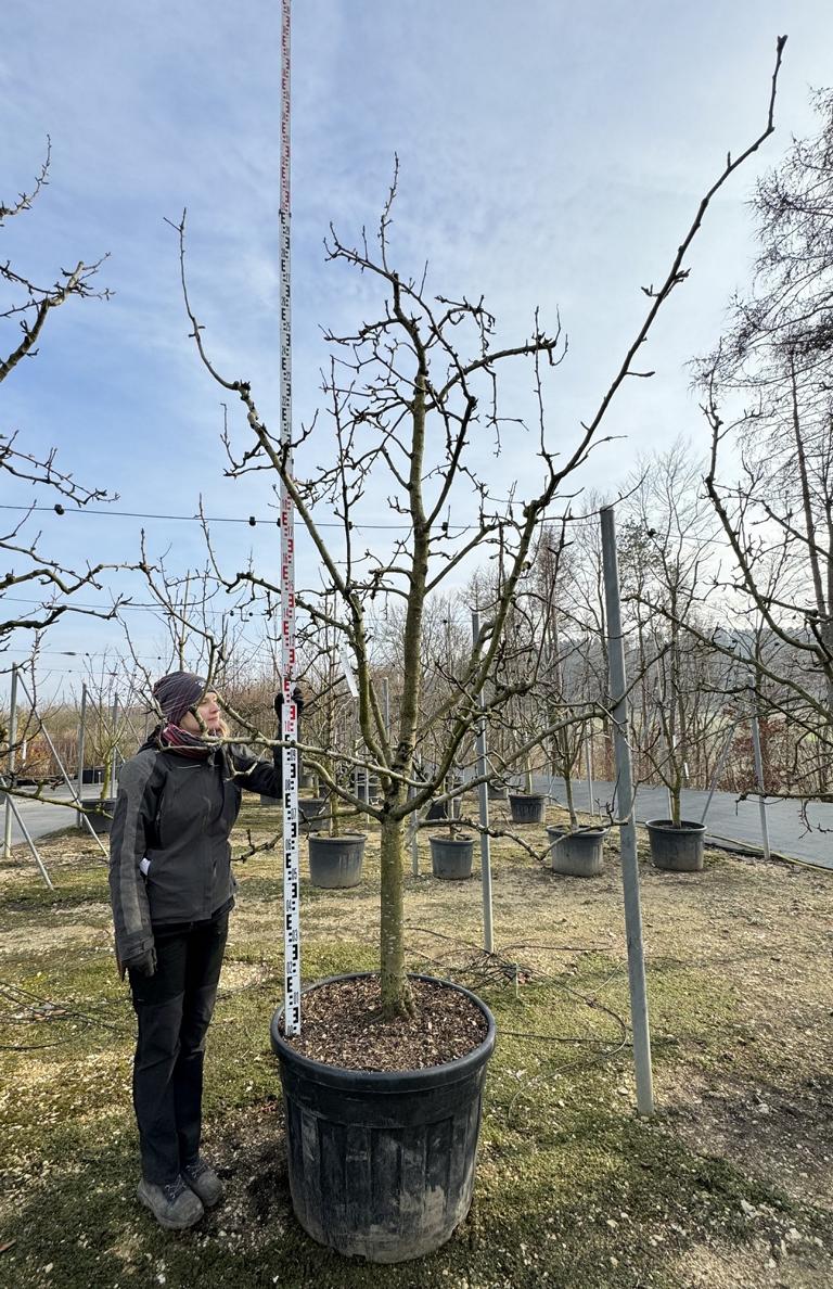 Pyrus communis 'Williams Christbirne'