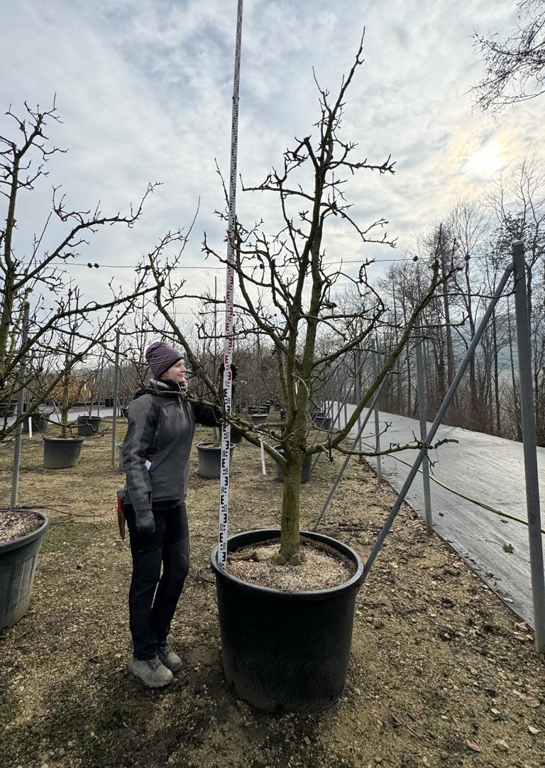 Pyrus communis 'Clapp's Liebling'