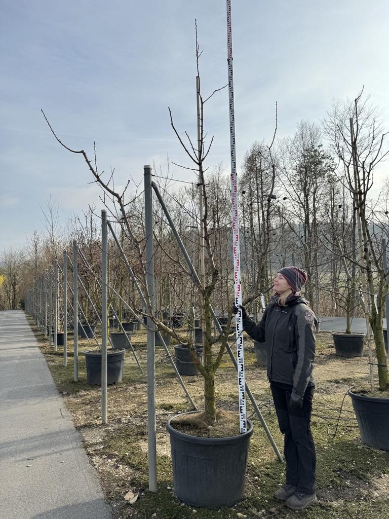Prunus armeniaca 'Mia'