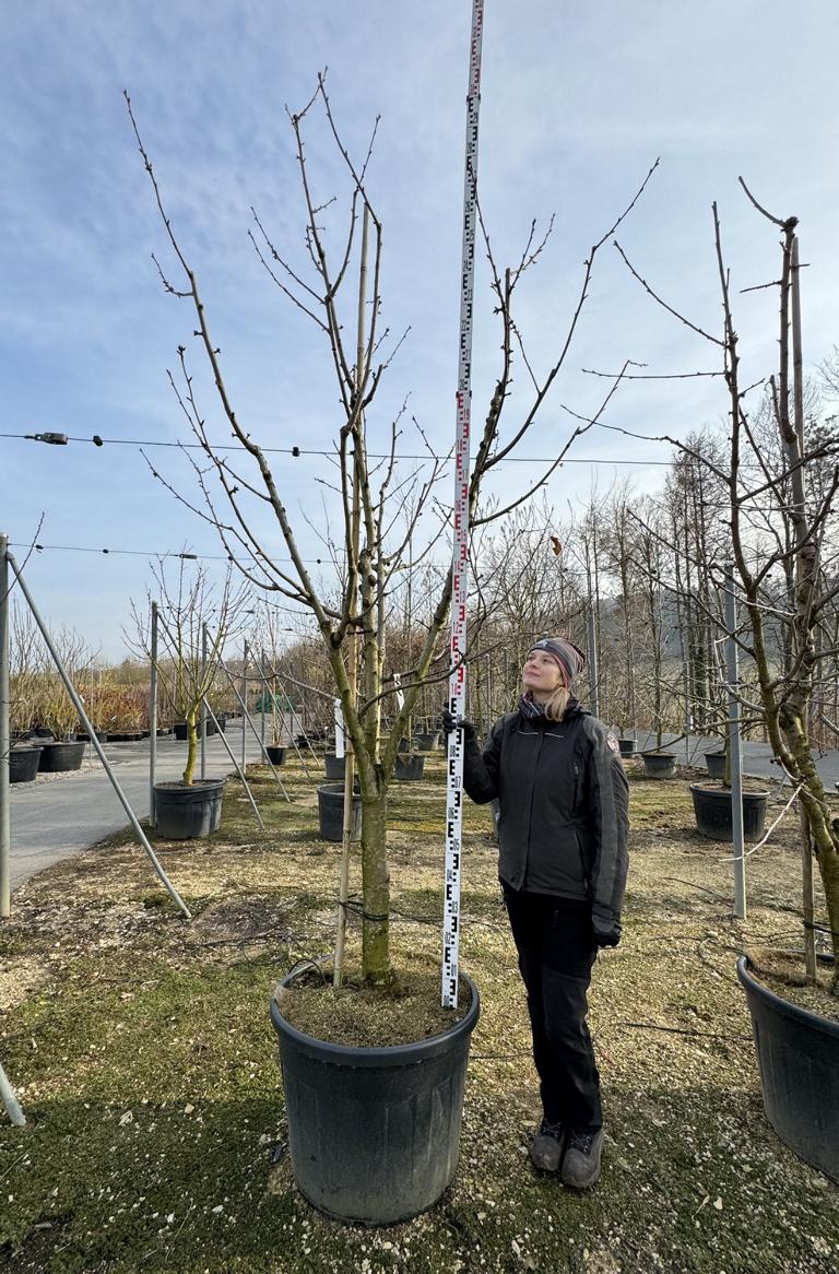 Prunus avium 'Basler Langstieler'