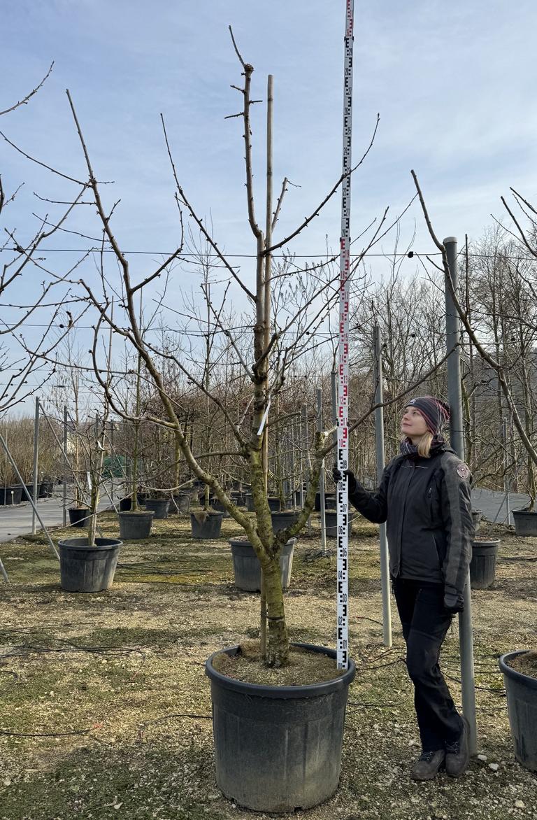 Prunus avium 'Basler Langstieler'