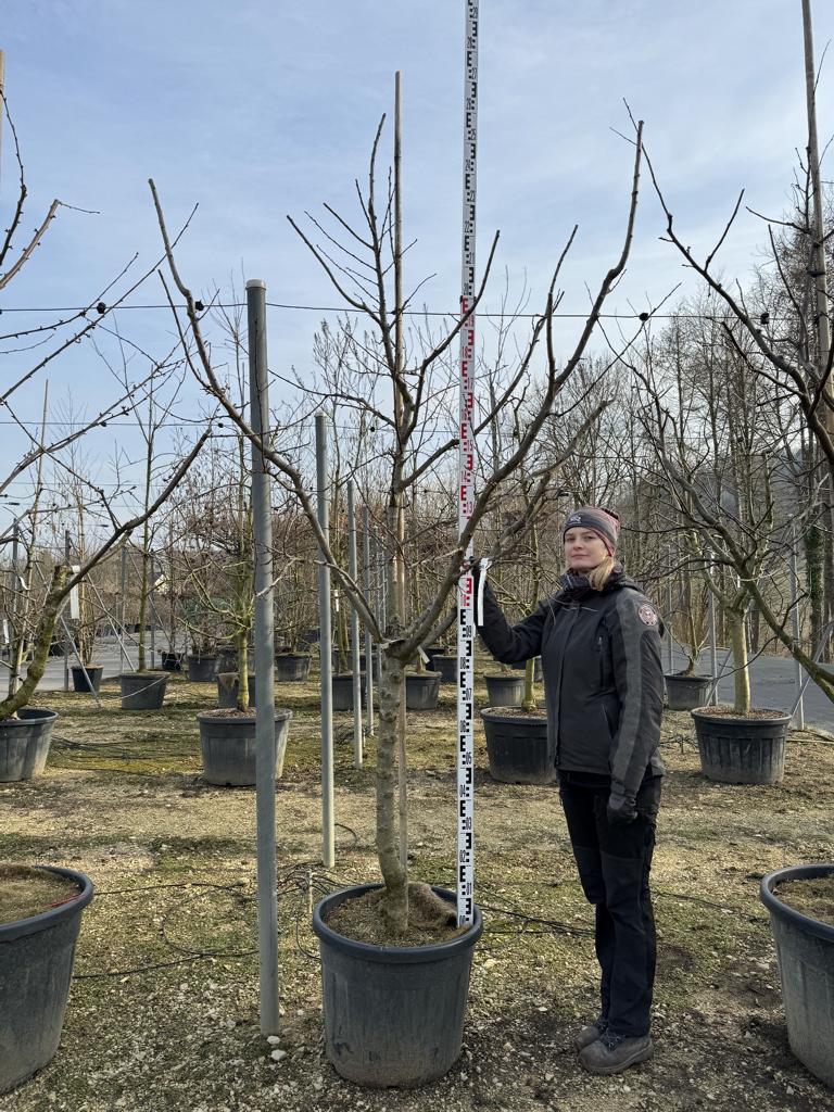 Prunus domestica 'Mirabelle de Nancy'