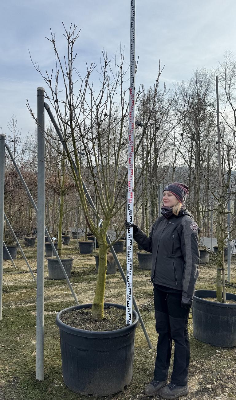 Prunus avium 'Plena'