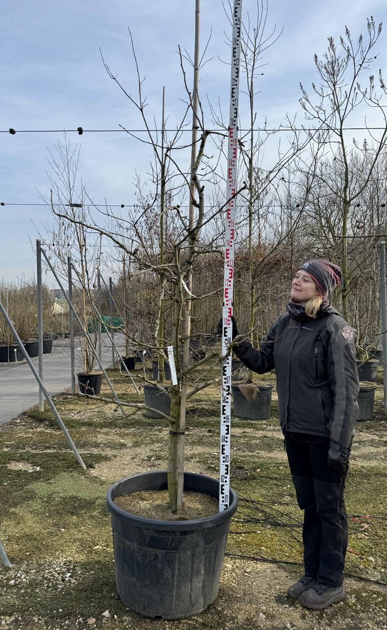 Pyrus communis 'Alexander Lucas'