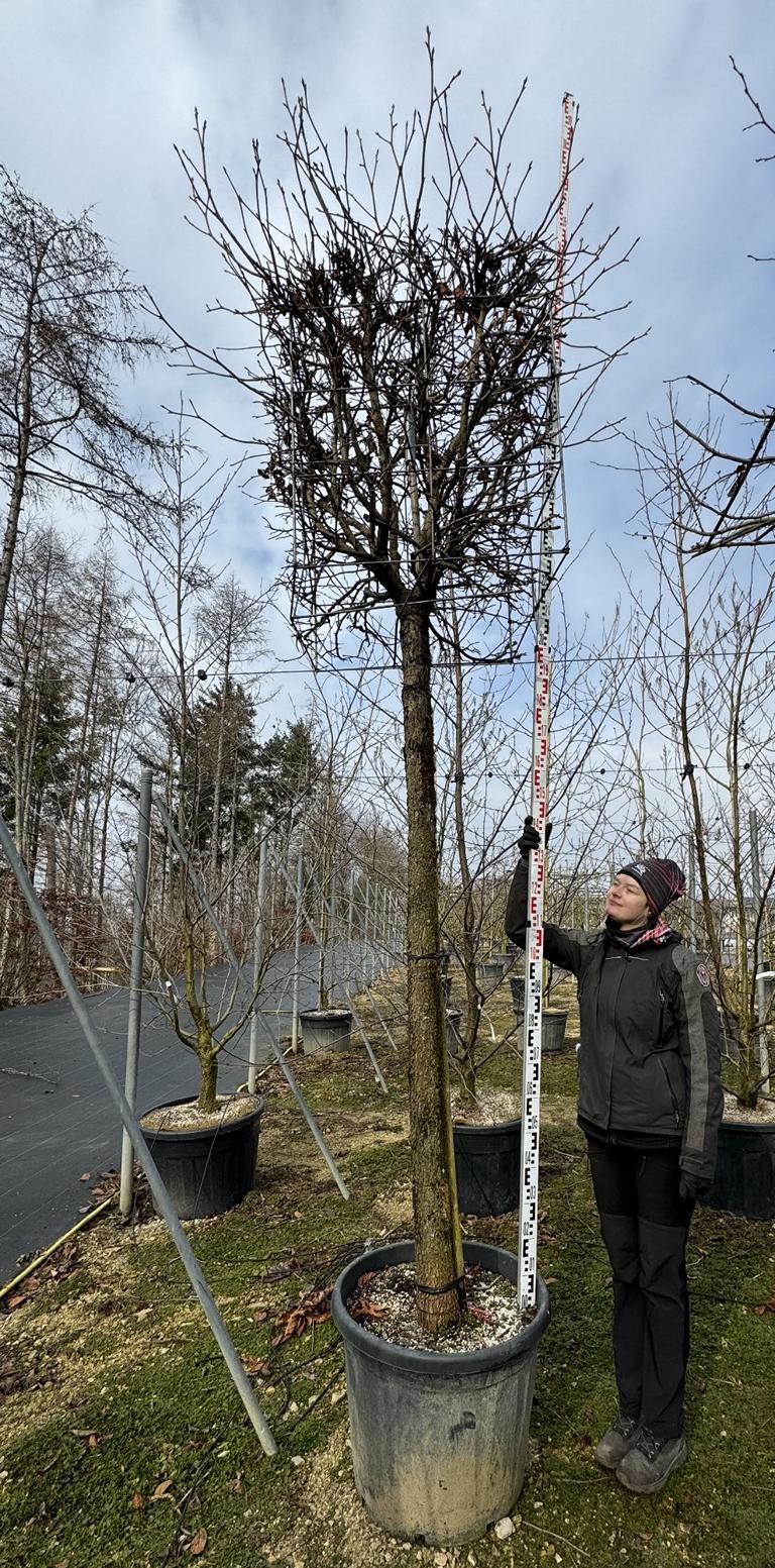 Liquidambar styraciflua Kastenform