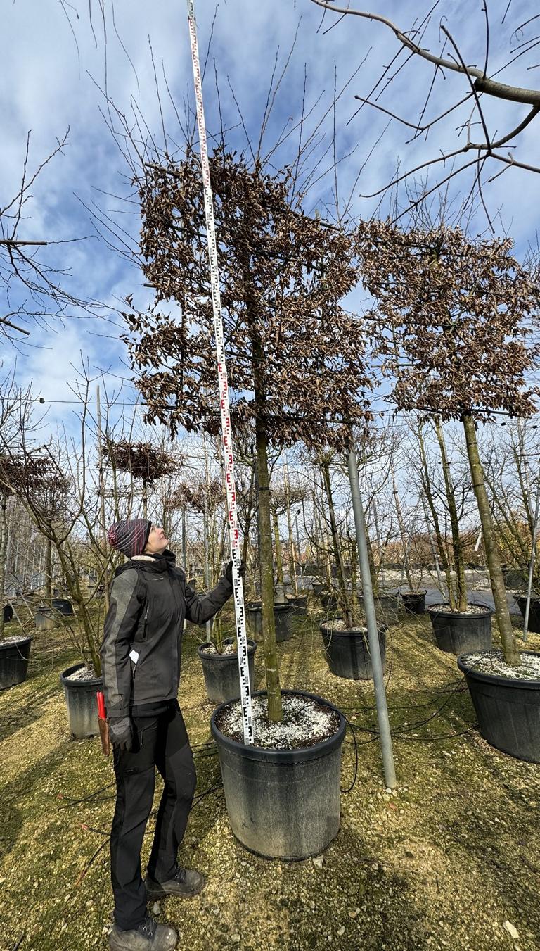 Carpinus betulus Spalierform