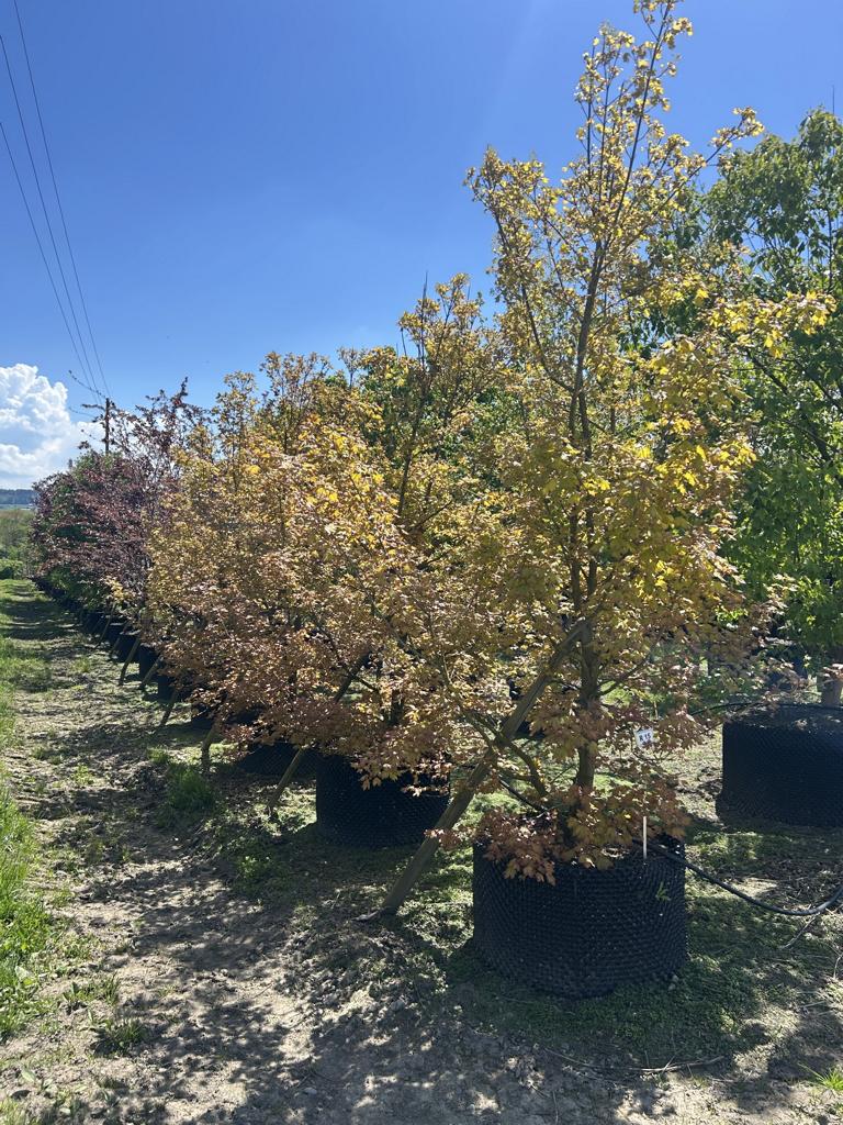 Acer X orientalia