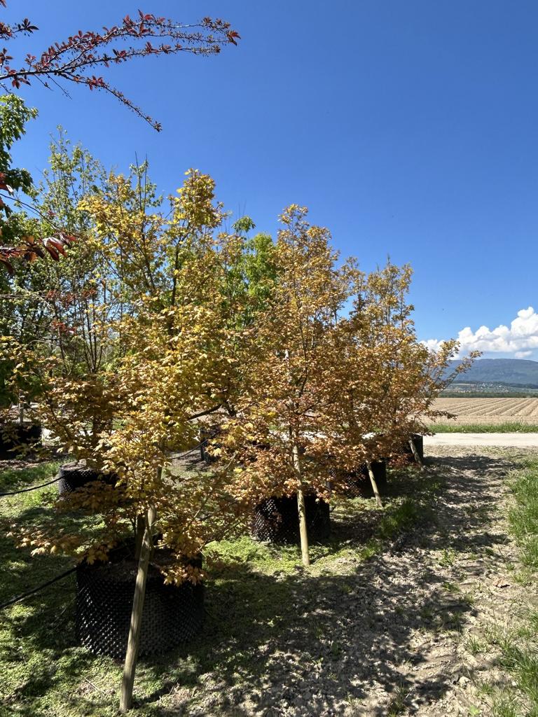 Acer X orientalia