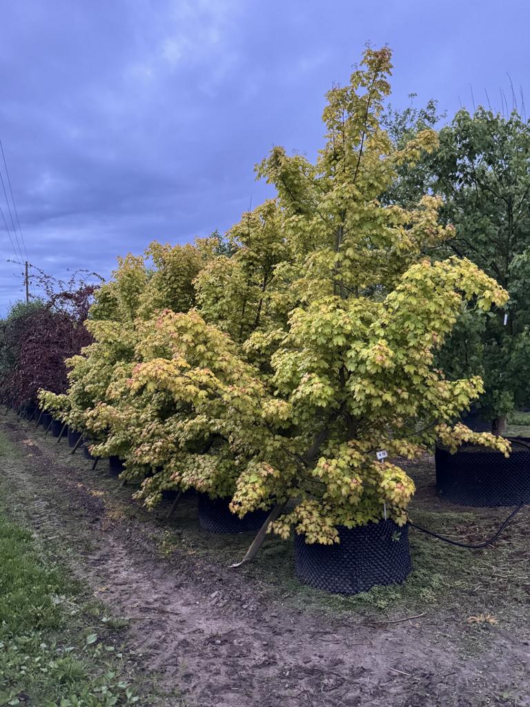 Acer X orientalia