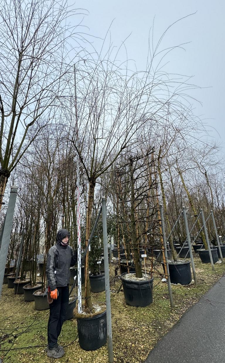 Salix babylonica