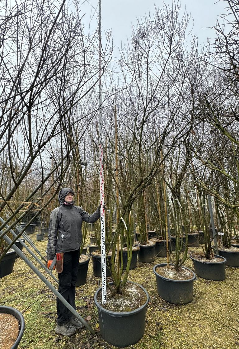 Salix elaeagnos 'Angustifolia'