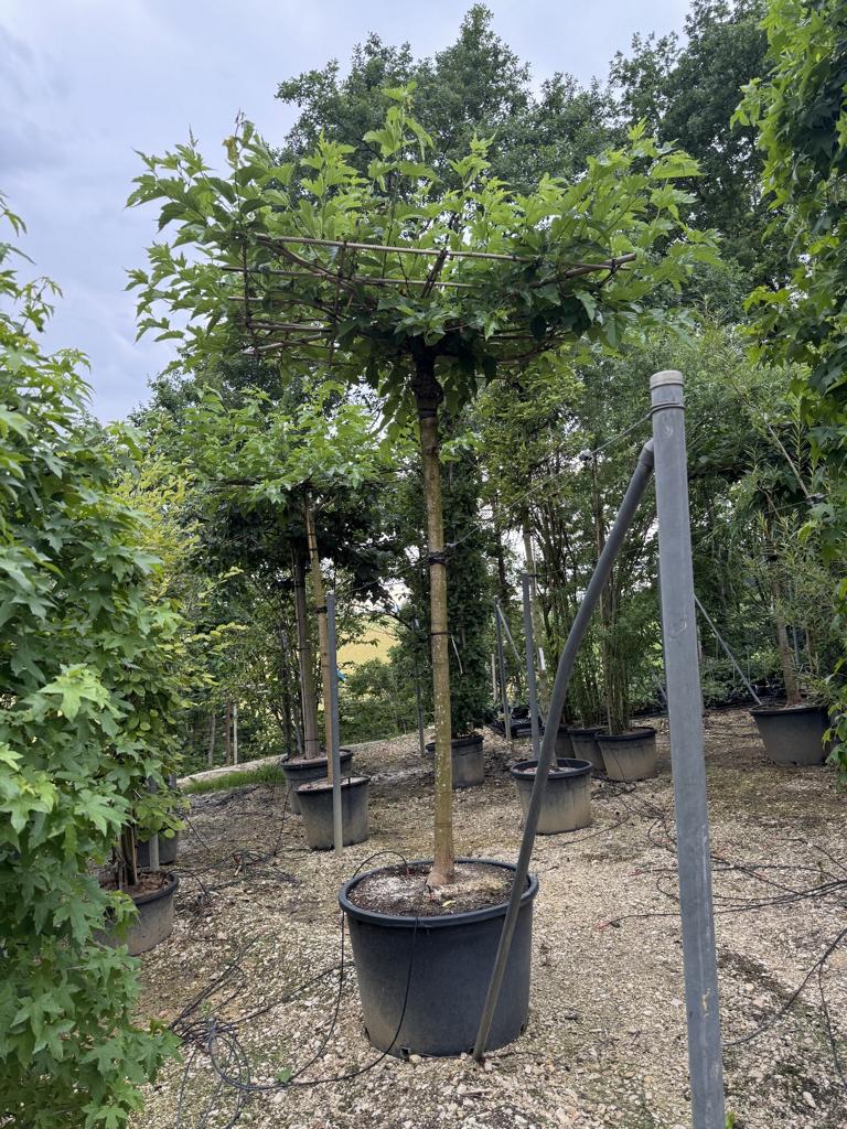 Tilia europaea (x) 'Pallida' Dachform