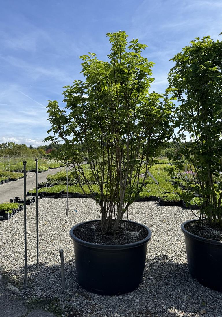 Staphylea pinnata