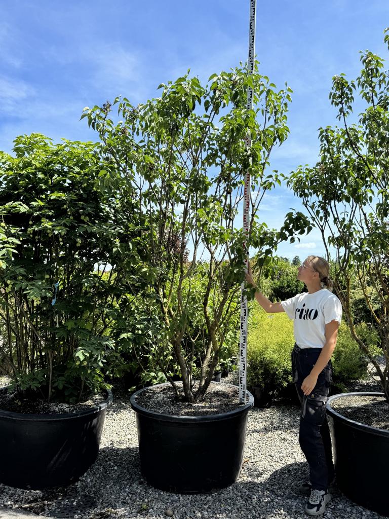 Syringa vulgaris 'Mme Lemoine'