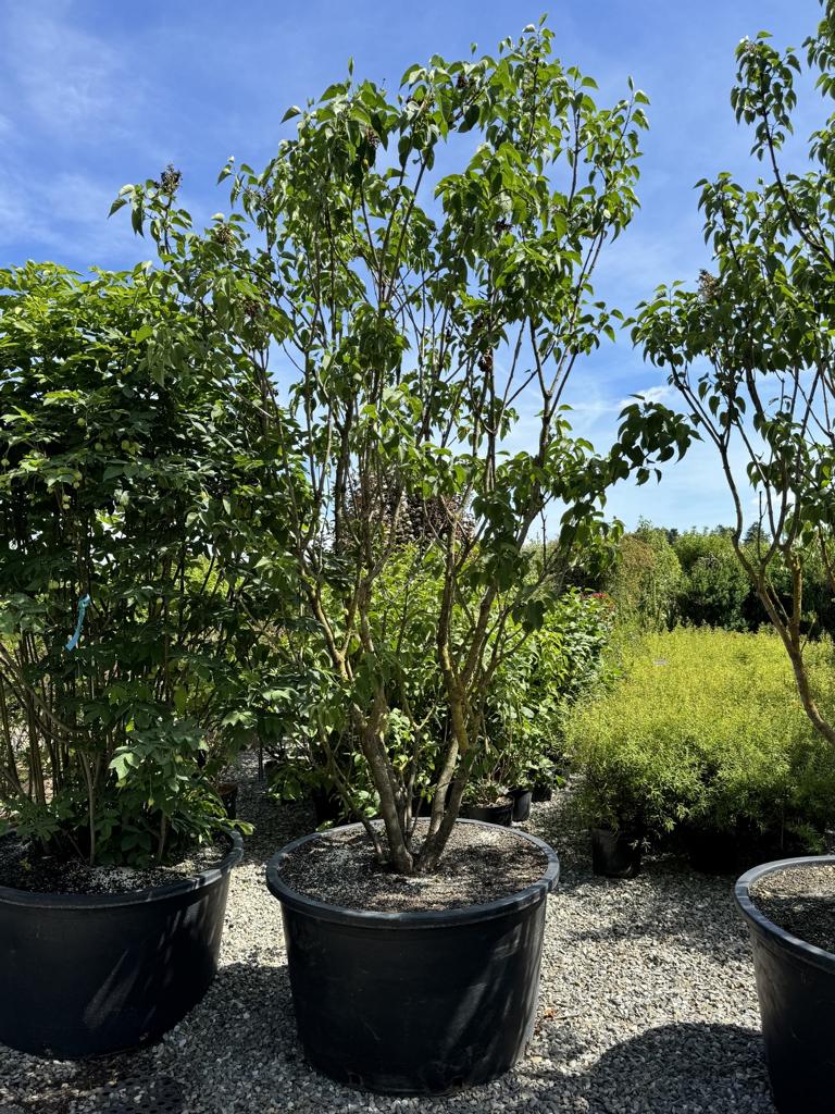 Syringa vulgaris 'Mme Lemoine'