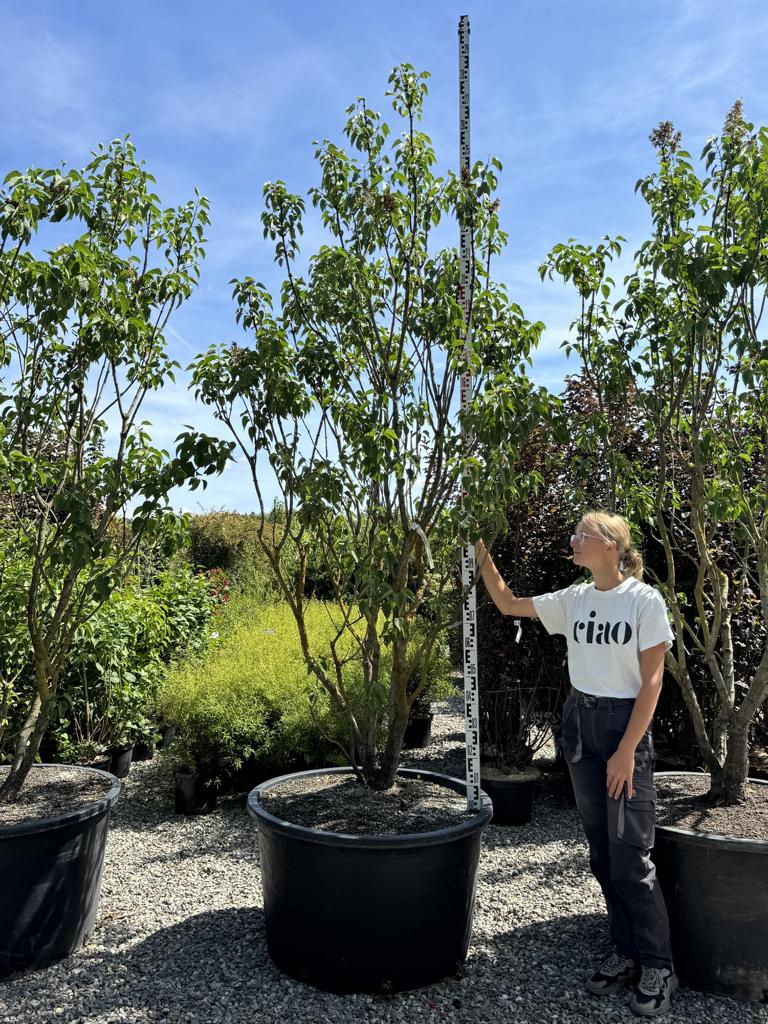 Syringa vulgaris 'Mme Lemoine'