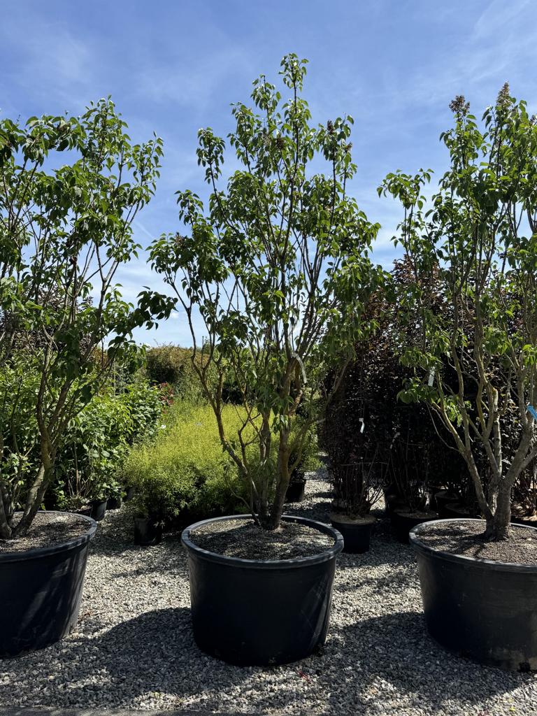 Syringa vulgaris 'Mme Lemoine'