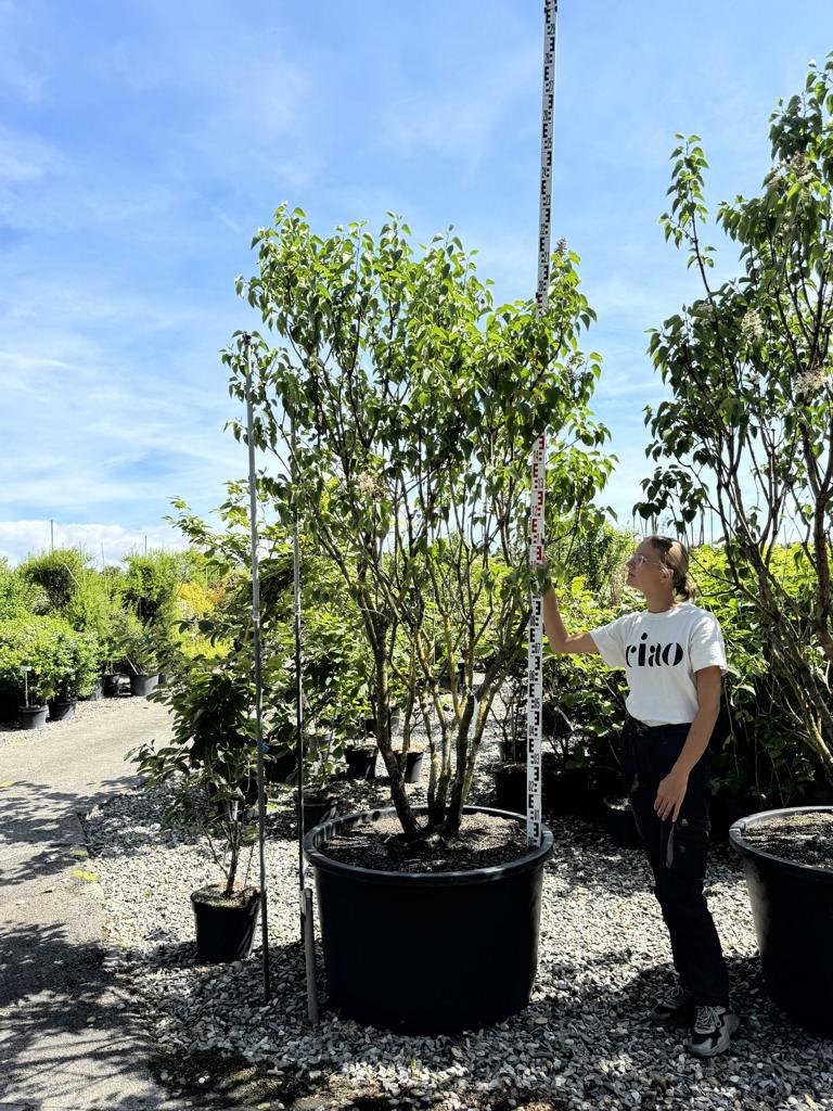Syringa vulgaris 'Mme Lemoine'