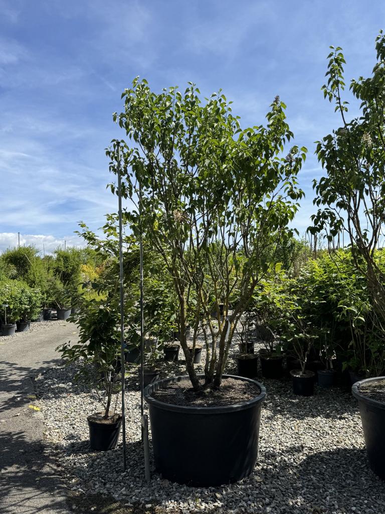 Syringa vulgaris 'Mme Lemoine'