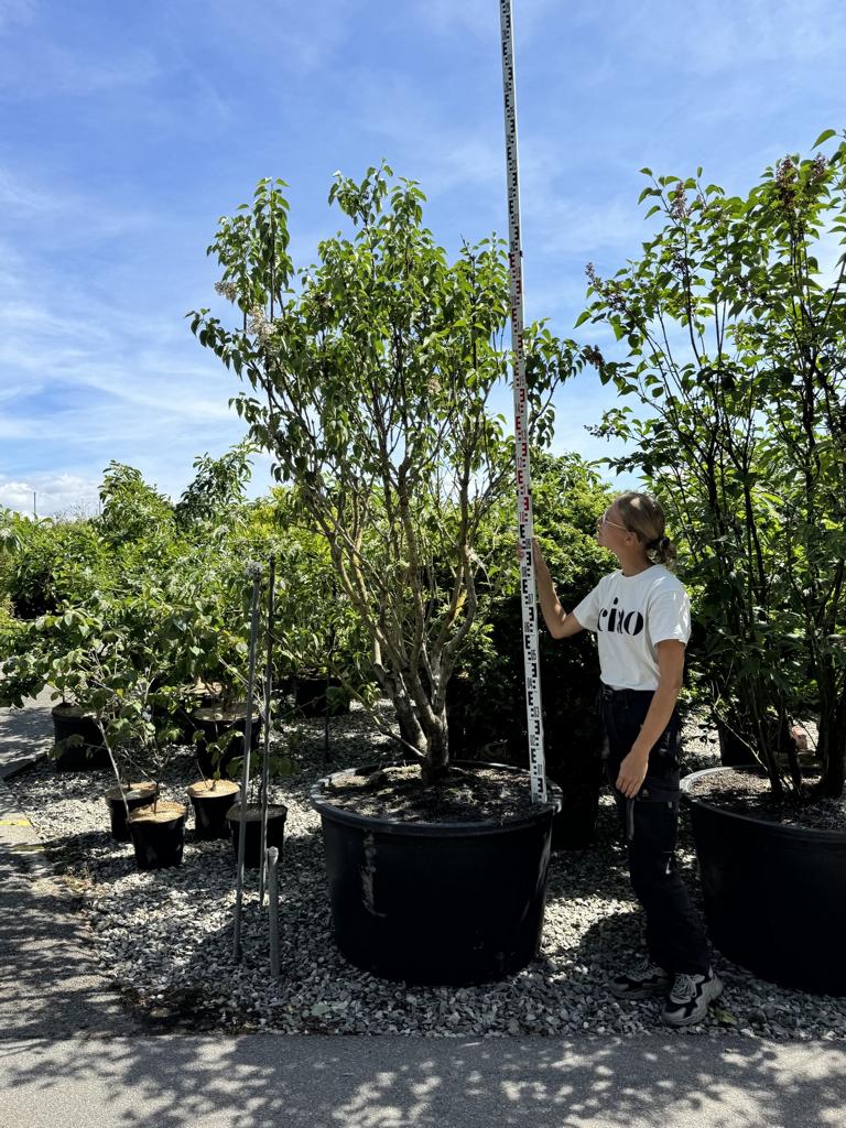 Syringa vulgaris 'Mme Lemoine'