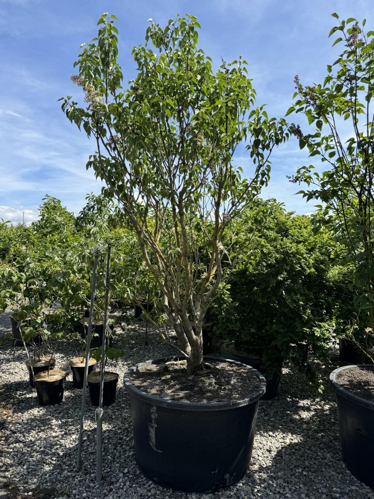 Syringa vulgaris 'Mme Lemoine'