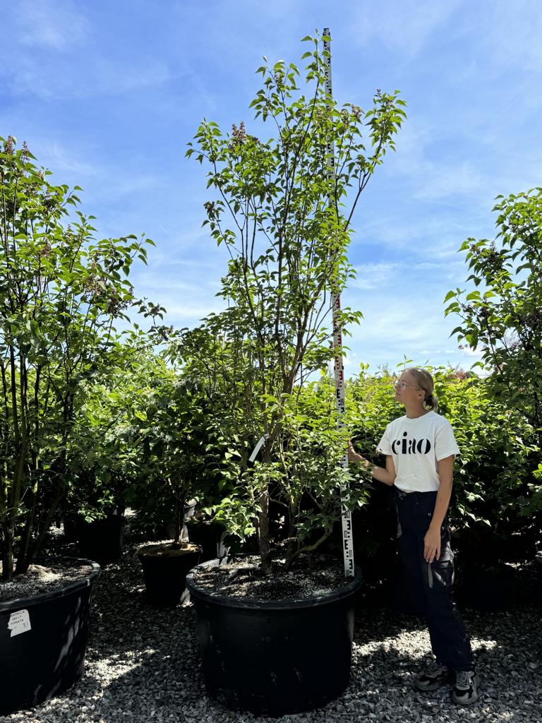 Syringa vulgaris 'Charles Joly'