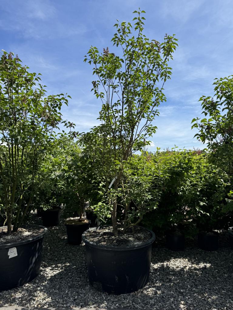 Syringa vulgaris 'Charles Joly'