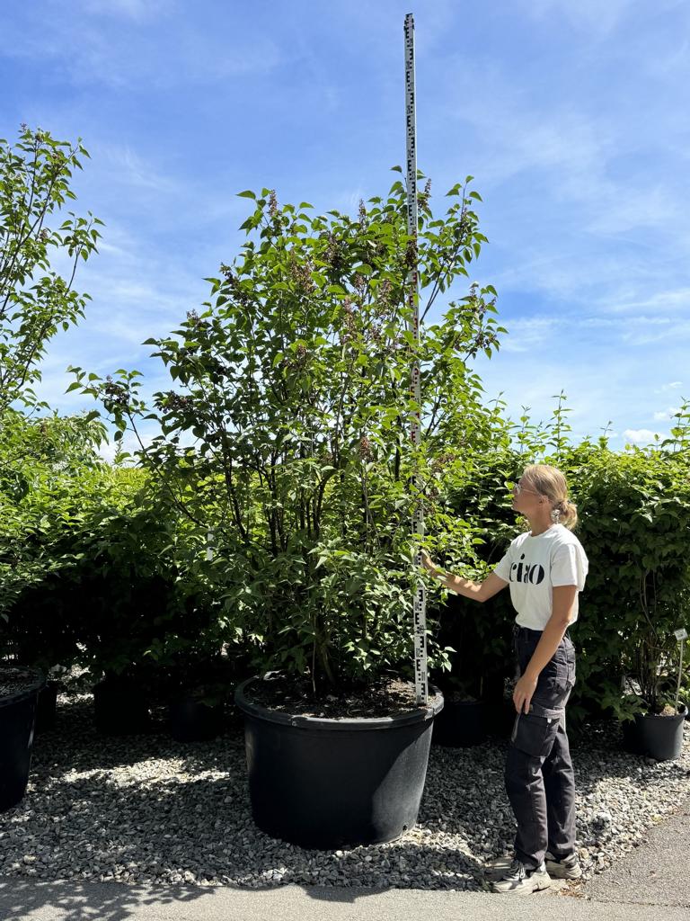 Syringa vulgaris 'Charles Joly'