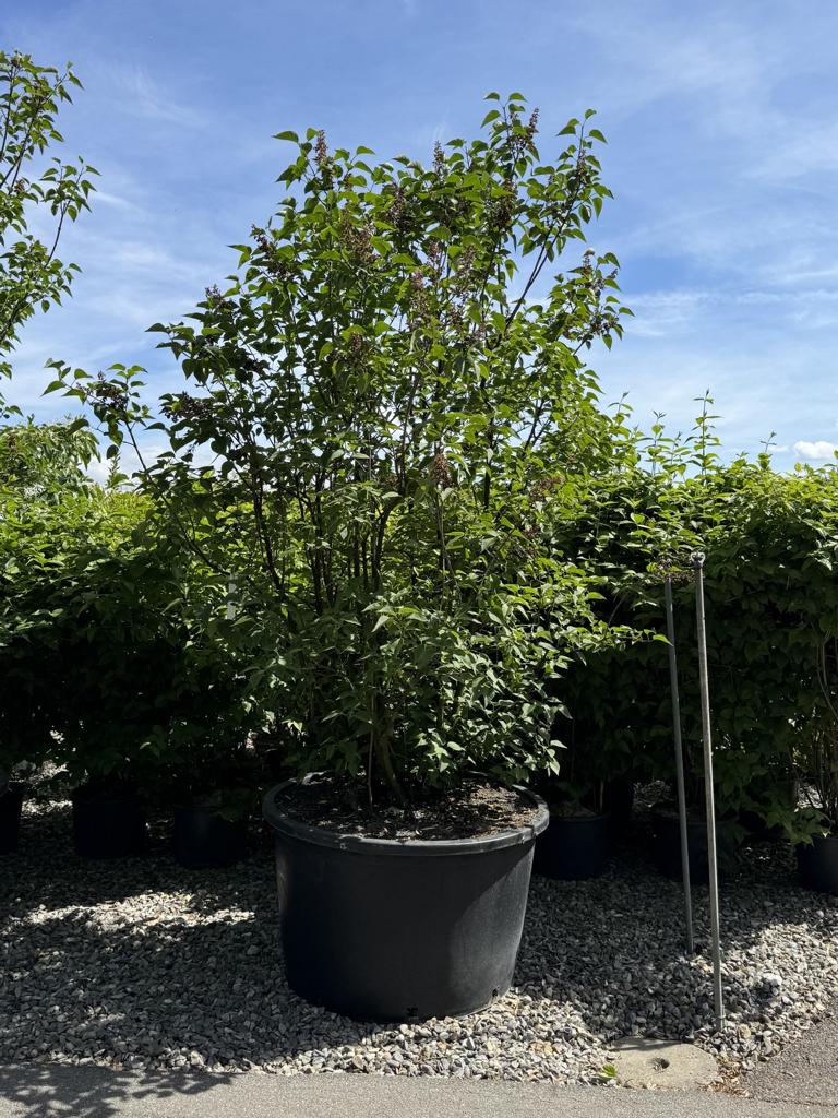 Syringa vulgaris 'Charles Joly'