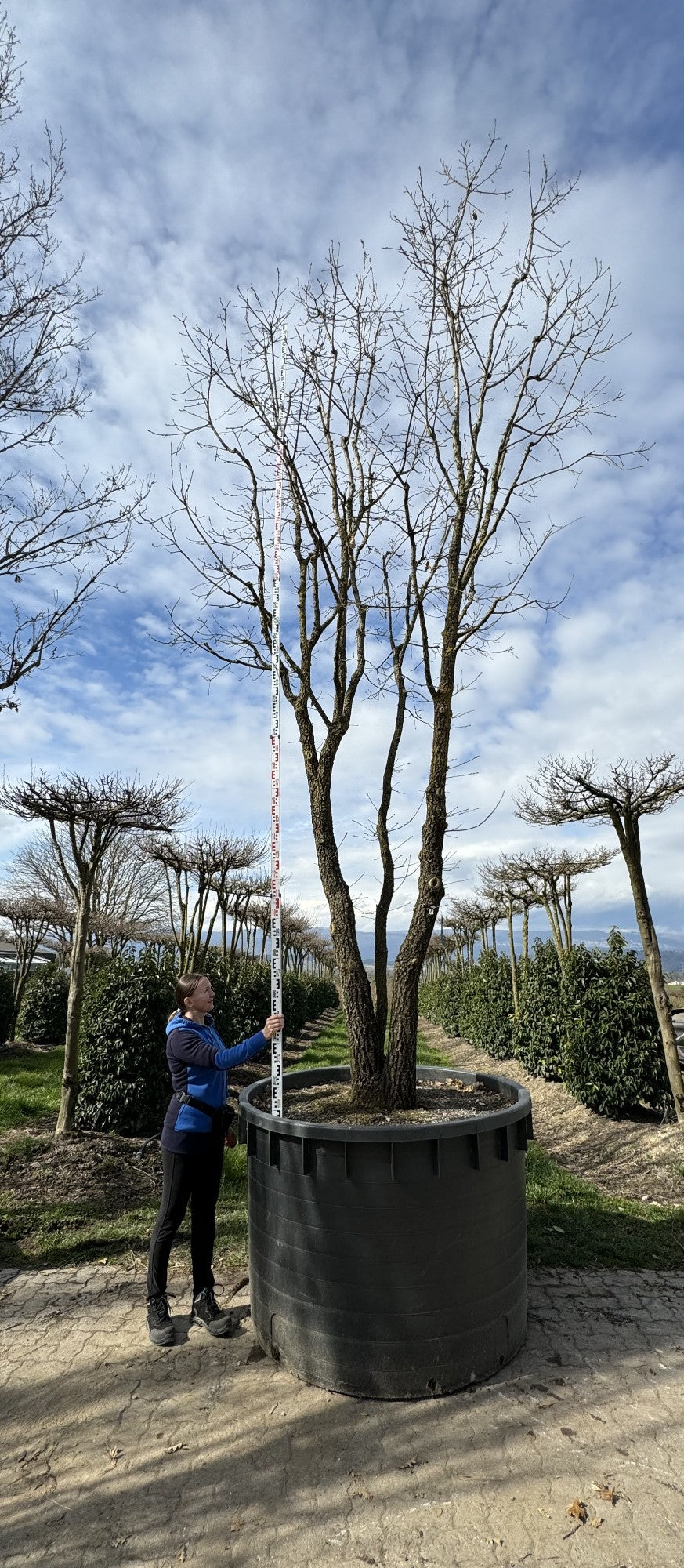 Quercus pubescens