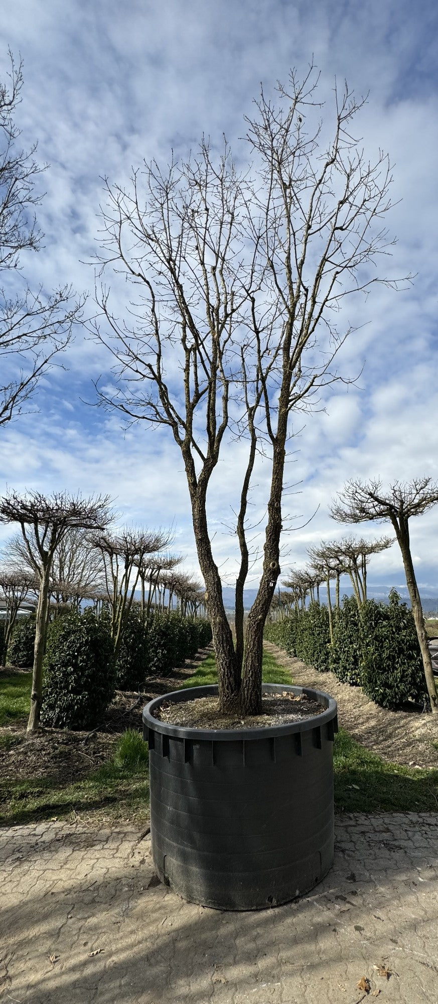 Quercus pubescens