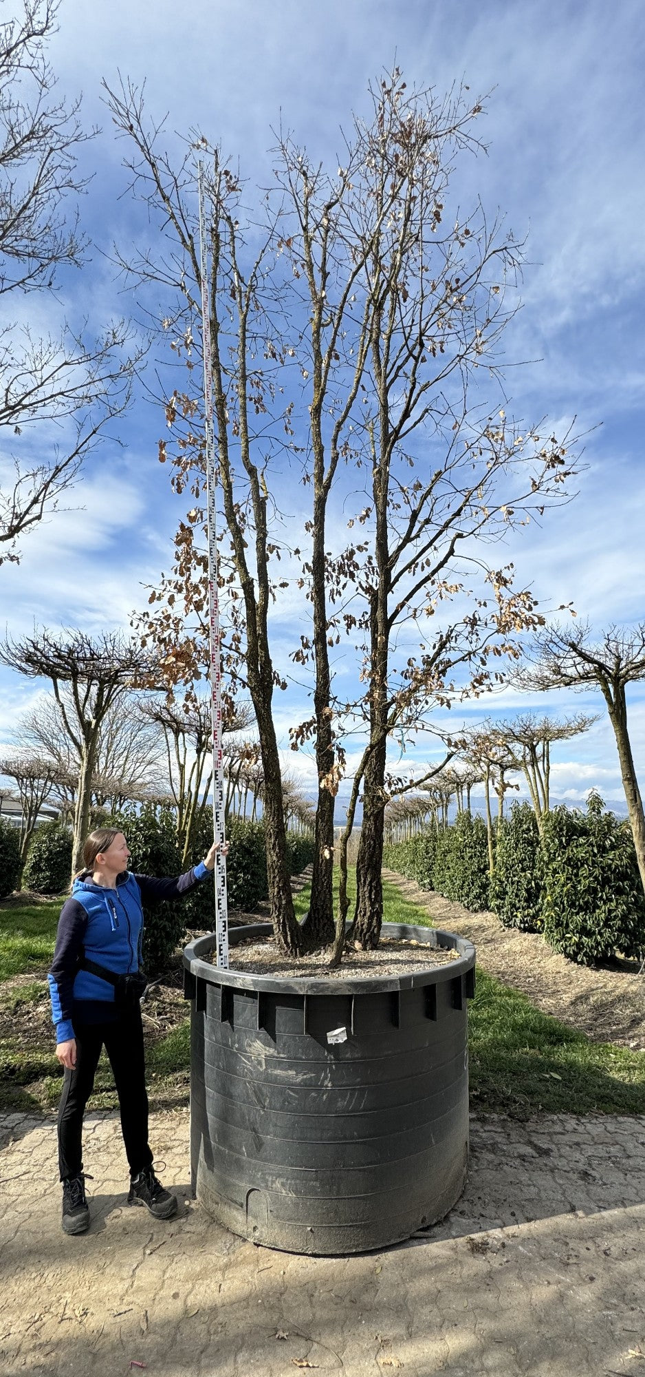 Quercus pubescens