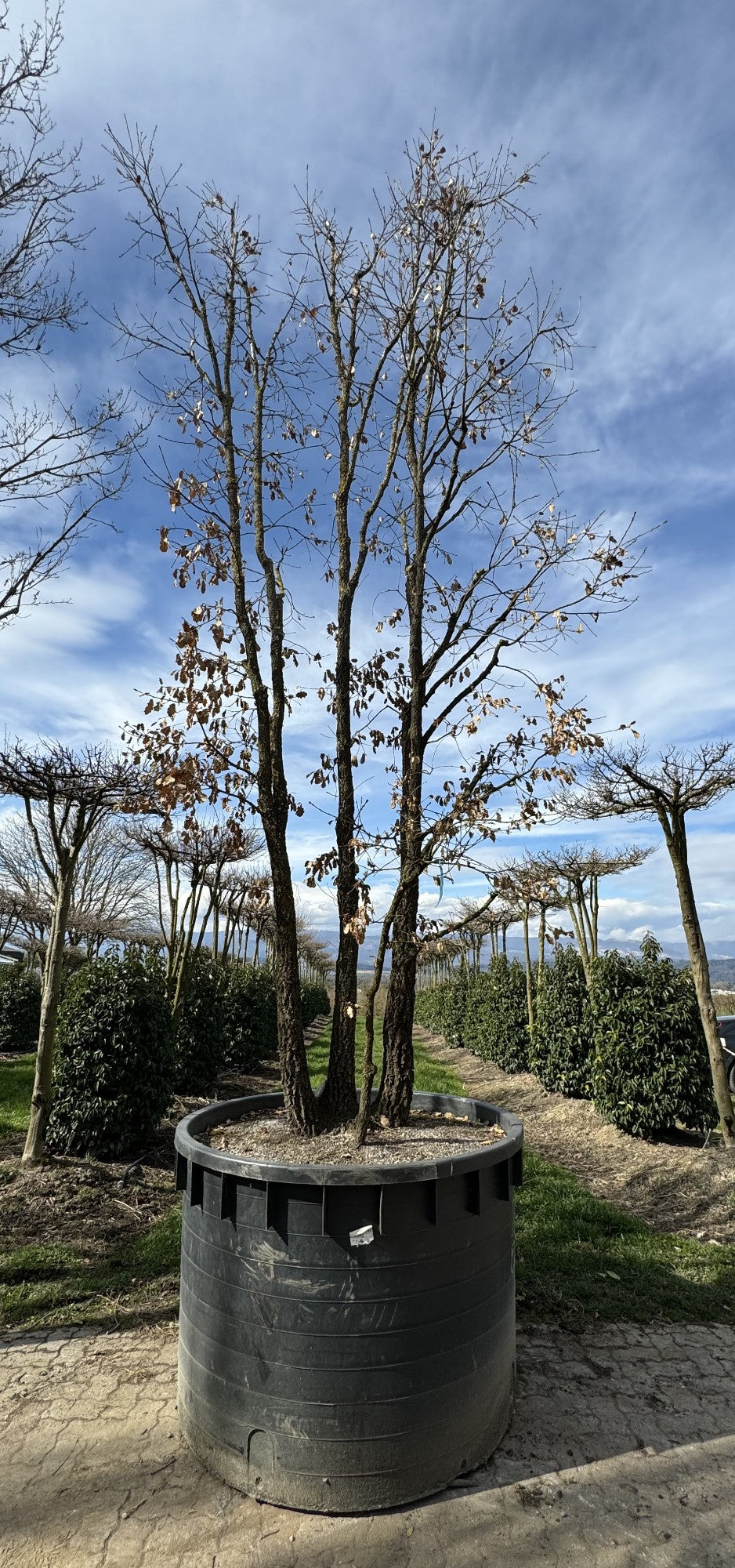 Quercus pubescens