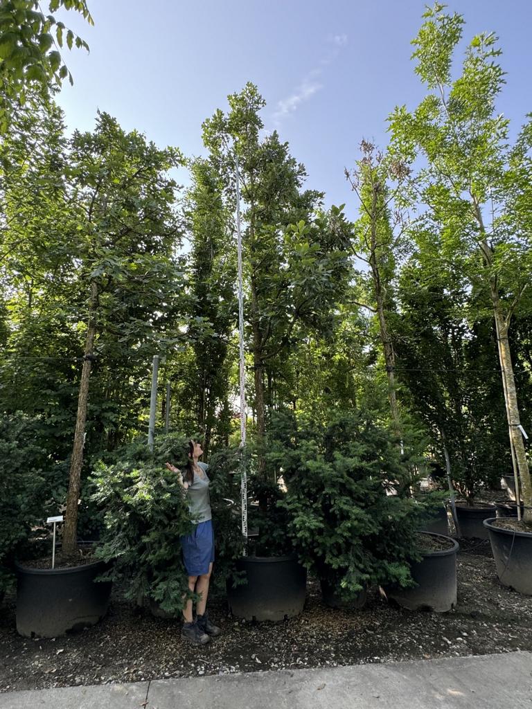 Quercus macrocarpa