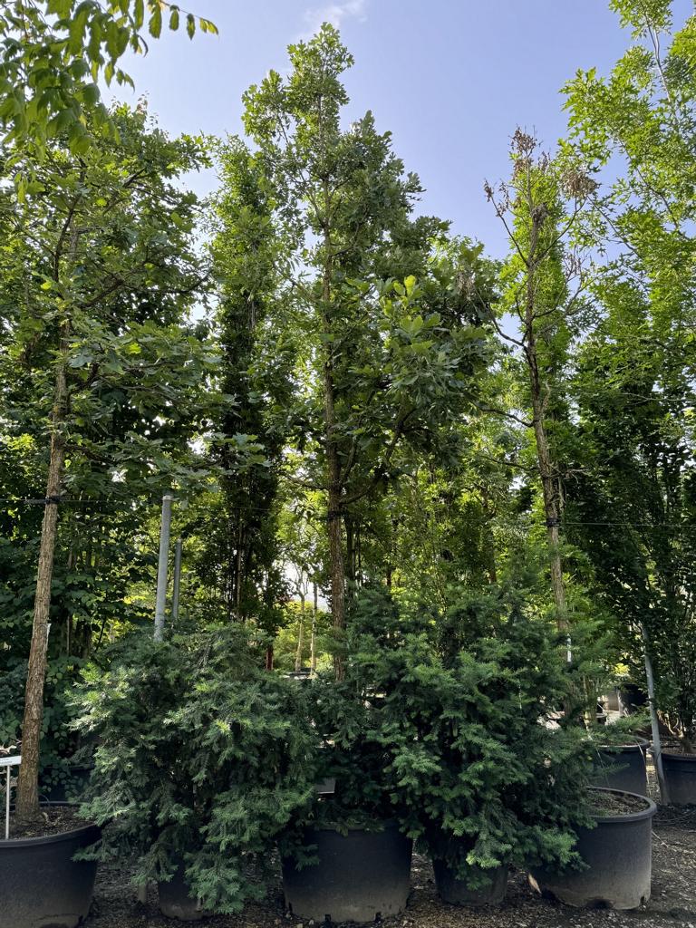 Quercus macrocarpa