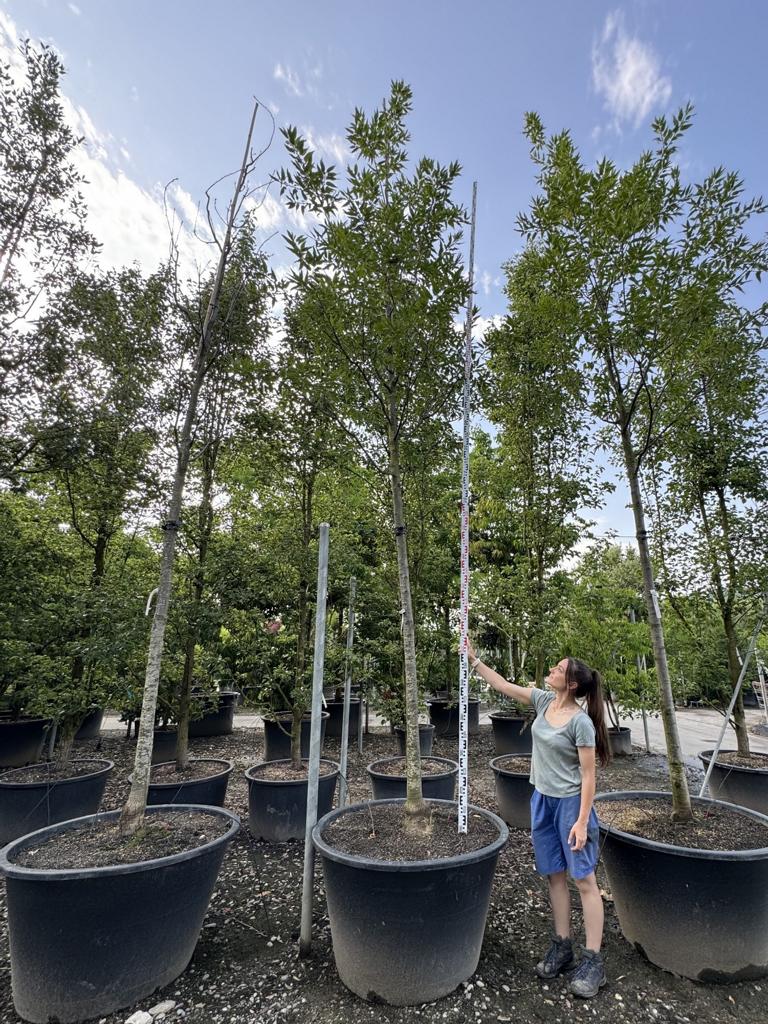 Quercus castaneifolia 'Green Spire'