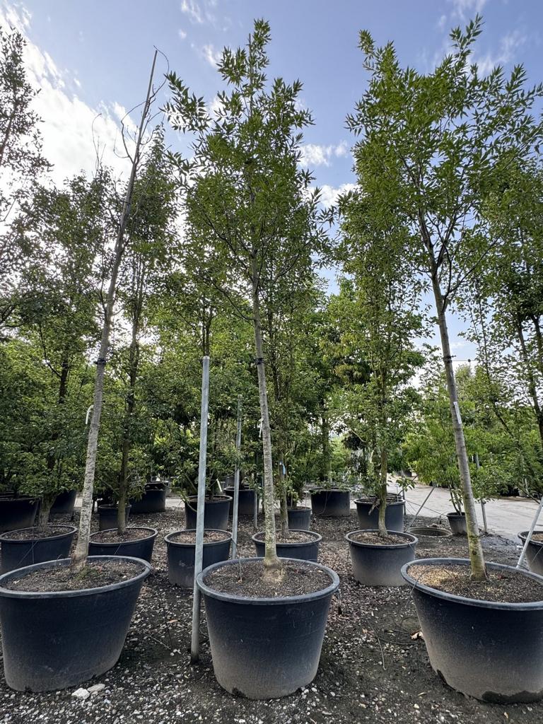 Quercus castaneifolia 'Green Spire'