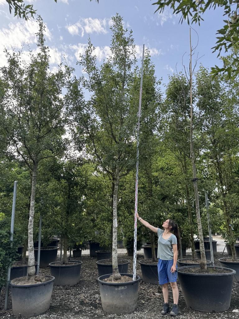 Quercus kewensis (x)