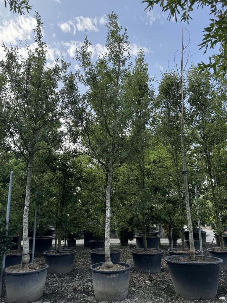 Quercus kewensis (x)