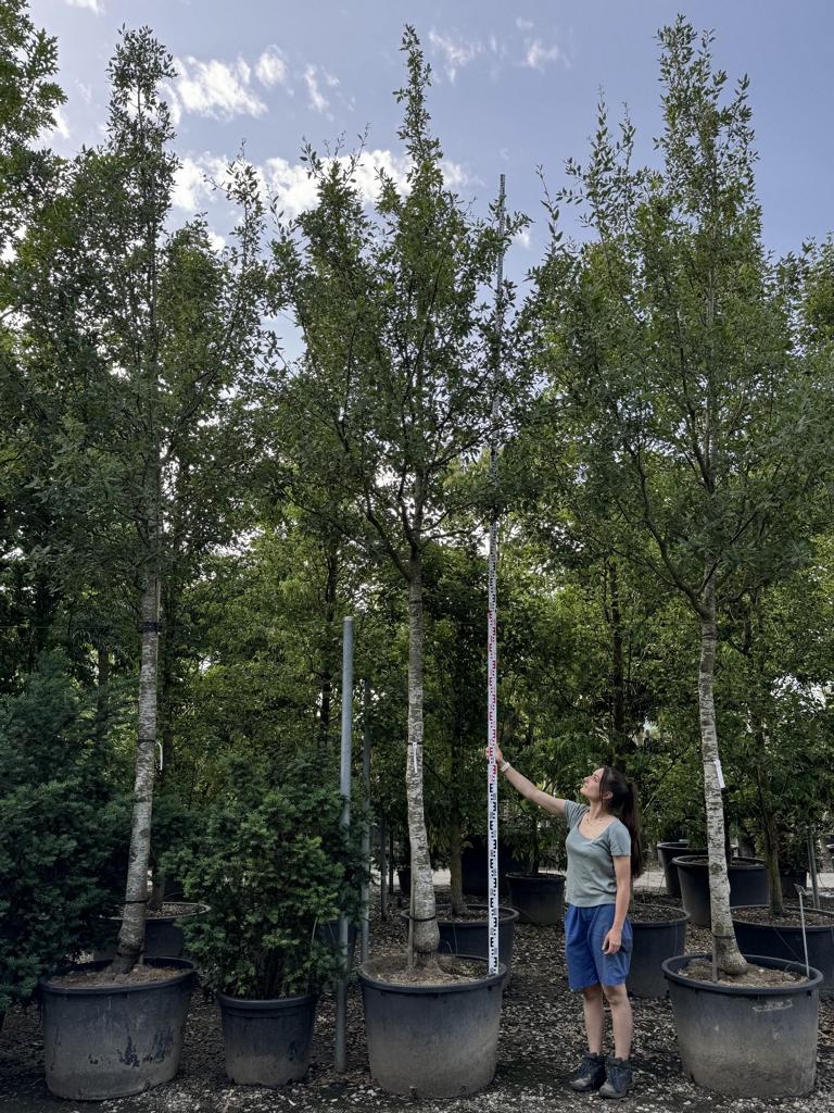 Quercus kewensis (x)