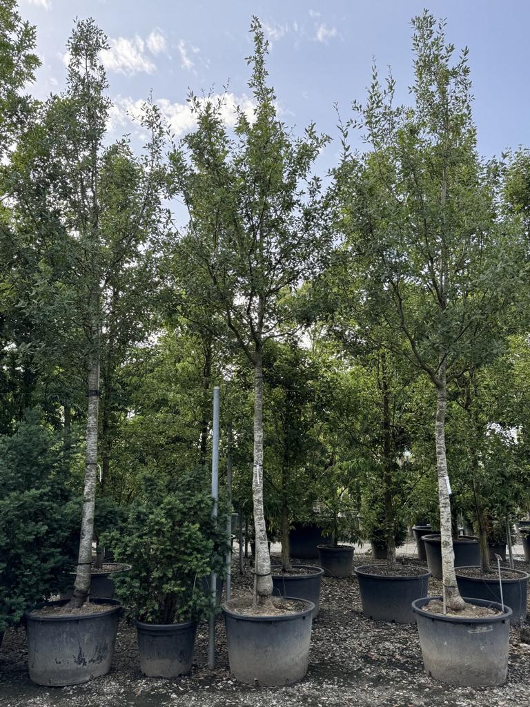 Quercus kewensis (x)