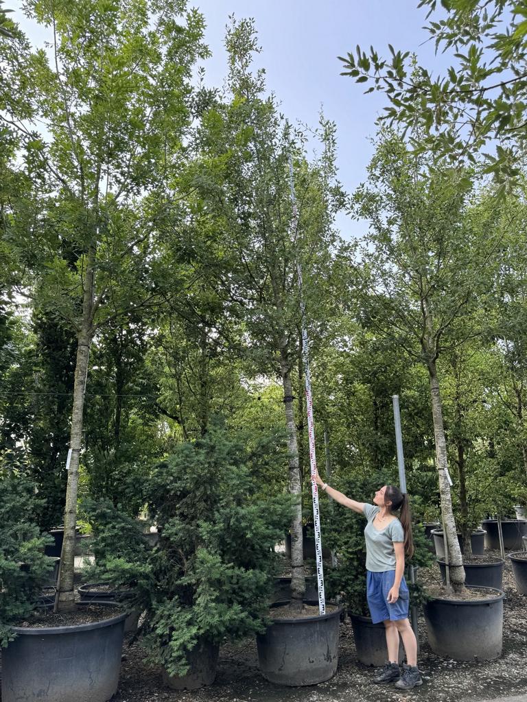 Quercus kewensis (x)